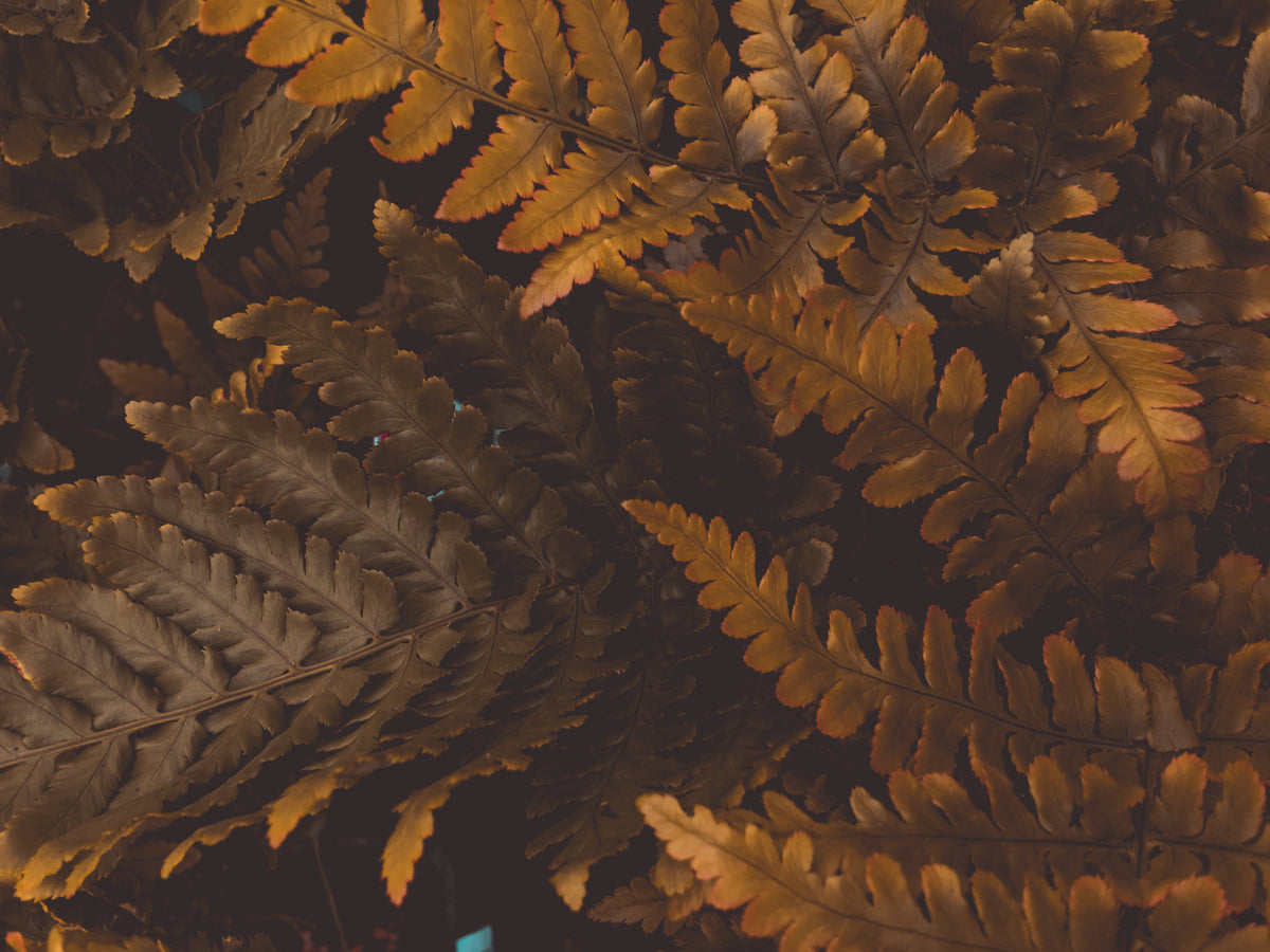 Mabon and the Autumn Equinox