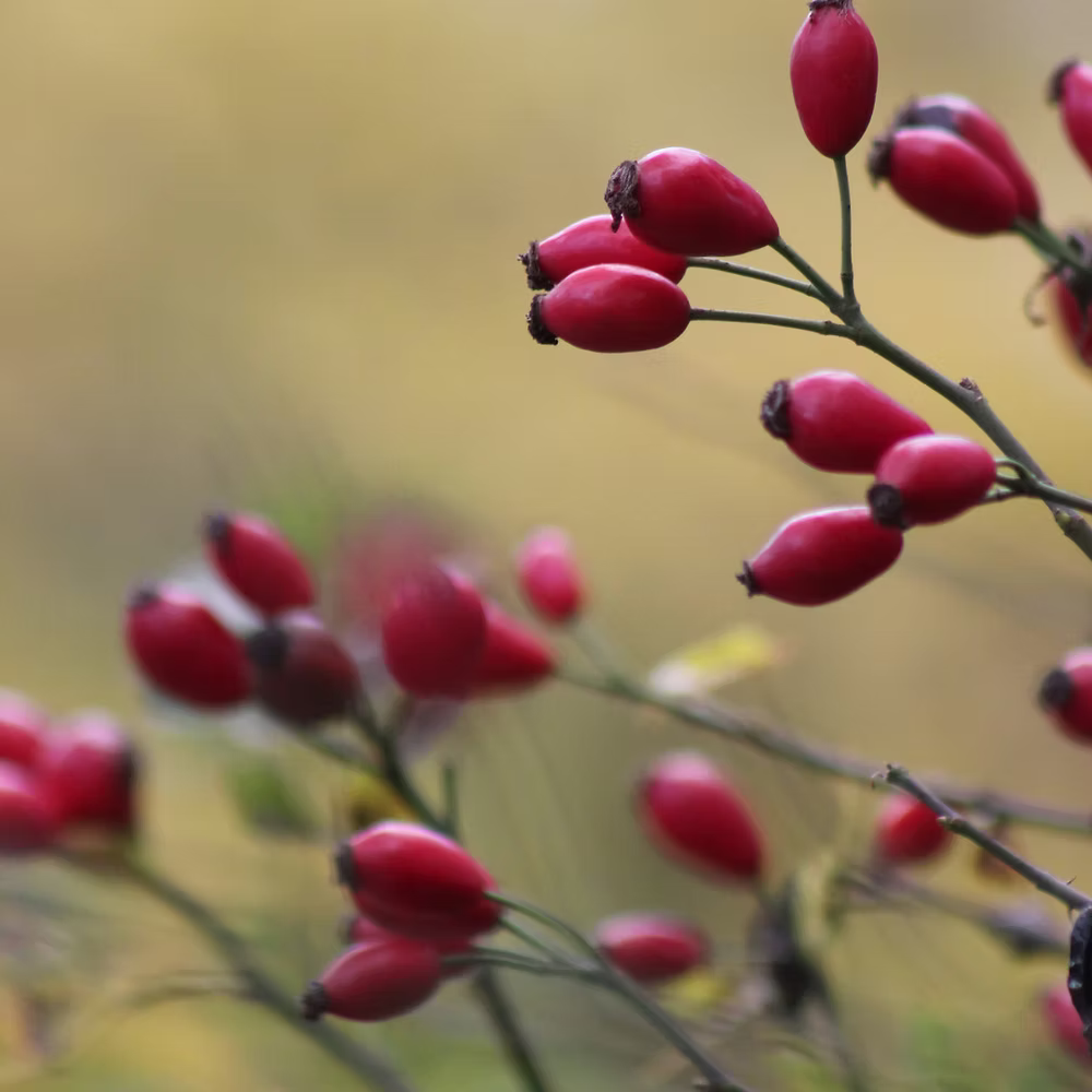 Organic Rosehip Exfoliator