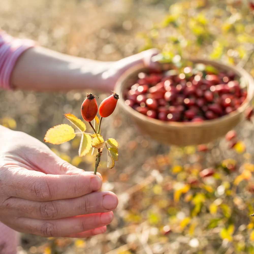 Organic Rosehip Exfoliator