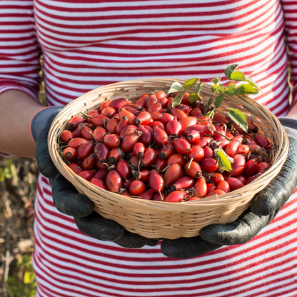 Organic Rosehip Exfoliator